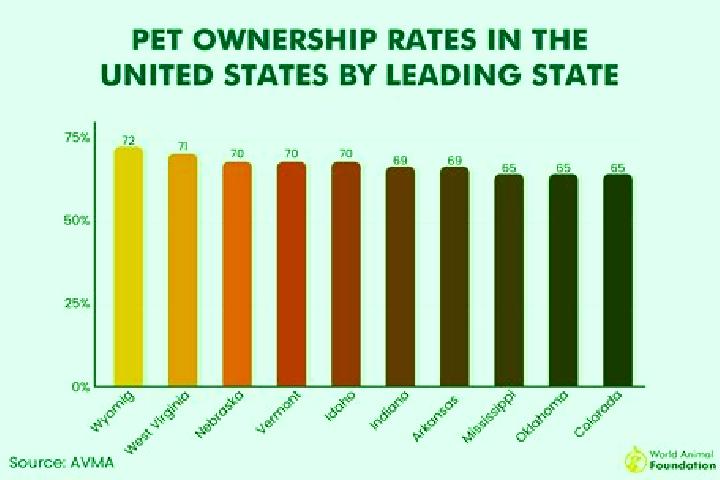 Dam Beavers slot machine