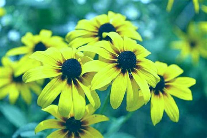 Djinns Treasure slot machine