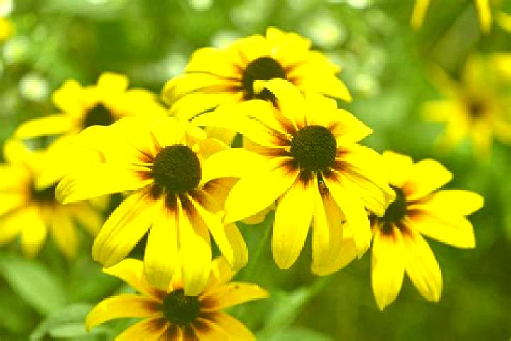 Treasure Guardian slot